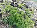 Thalictrum foetidum • برگ سدابی بدبوی