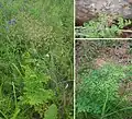 Thalictrum foetidum • برگ سدابی بدبوی