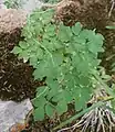 Thalictrum foetidum • برگ سدابی بدبوی
