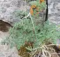 Thalictrum foetidum • برگ سدابی بدبوی