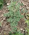 Thalictrum foetidum • برگ سدابی بدبوی