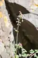 Thalictrum foetidum • برگ سدابی بدبوی