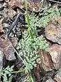 Thalictrum foetidum • برگ سدابی بدبوی