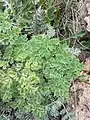 Thalictrum foetidum • برگ سدابی بدبوی