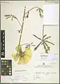 Alcea wilhelminae • ختمی قطوری