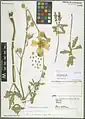 Alcea wilhelminae • ختمی قطوری