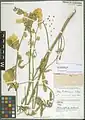 Alcea wilhelminae • ختمی قطوری
