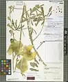 Alcea wilhelminae • ختمی قطوری