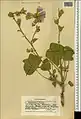 Alcea rhyticarpa • ختمی قزاقستانی
