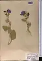 Alcea rhyticarpa • ختمی قزاقستانی