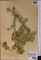 Alcea rhyticarpa • ختمی قزاقستانی