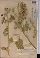 Alcea rhyticarpa • ختمی قزاقستانی