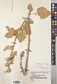 Alcea rhyticarpa • ختمی قزاقستانی