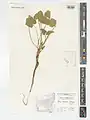 Alcea rhyticarpa • ختمی قزاقستانی
