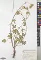 Alcea rechingeri • ختمی اربیلی