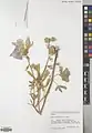Alcea rechingeri • ختمی اربیلی
