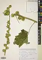Alcea kurdica • ختمی کردی