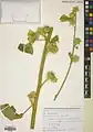 Alcea kurdica • ختمی کردی