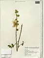 Alcea kurdica • ختمی کردی