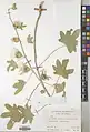 Alcea kurdica • ختمی کردی