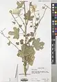 Alcea kurdica • ختمی کردی