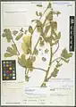 Alcea flavovirens • ختمی رگه دار