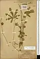 Alcea flavovirens • ختمی رگه دار