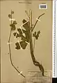Alcea flavovirens • ختمی رگه دار