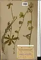 Alcea flavovirens • ختمی رگه دار