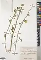 Alcea flavovirens • ختمی رگه دار