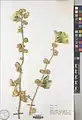 Alcea flavovirens • ختمی رگه دار