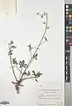 Alcea flavovirens • ختمی رگه دار