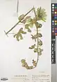 Alcea flavovirens • ختمی رگه دار