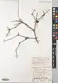 Calligonum intertextum • اسکنبیل بستانی