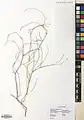 Calligonum intertextum • اسکنبیل بستانی