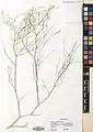 Calligonum intertextum • اسکنبیل بستانی