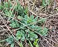 Cerinthe minor • عسلی