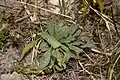 Cerinthe minor • عسلی