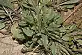 Cerinthe minor • عسلی