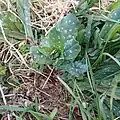 Cerinthe minor • عسلی