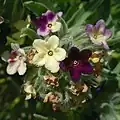 Arnebia euchroma • گل عسلی رنگین