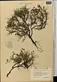Acantholimon quinquelobum • کلاهمیرحسن بسطامی
