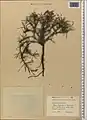 Acantholimon quinquelobum • کلاهمیرحسن بسطامی