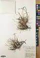Acantholimon quinquelobum • کلاهمیرحسن بسطامی