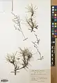 Acantholimon quinquelobum • کلاهمیرحسن بسطامی