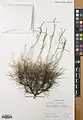 Acantholimon quinquelobum • کلاهمیرحسن بسطامی