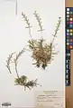 Acantholimon caryophyllaceum • کلاه‌میرحسن موصلی