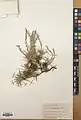 Acantholimon caryophyllaceum • کلاه‌میرحسن موصلی