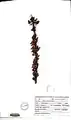 Berberis orthobotrys • زرشک راست‌خوشه
