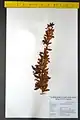 Berberis orthobotrys • زرشک راست‌خوشه